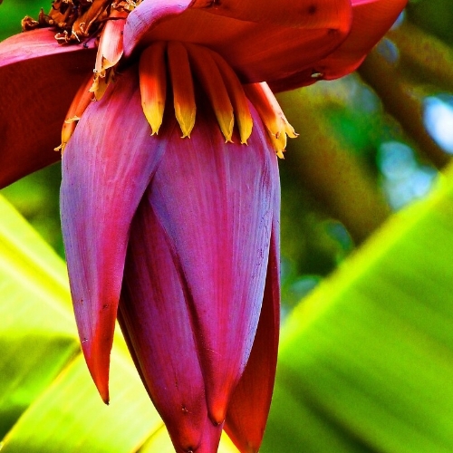 BANANA FLOWER - 1 PCS