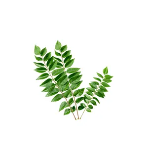 CURRY LEAVES - 50 GM
