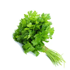 Leafy Coriander