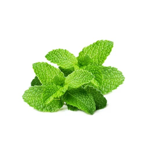 Leafy Mint