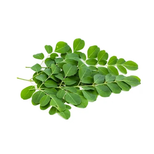 Moringa Fresh Leaves