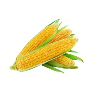 SWEET CORN - 1 PCS