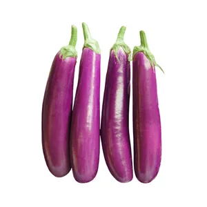 BRINJAL PURPLE LONG - 500 GM