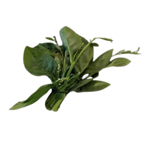 Leafy Bhachalikura