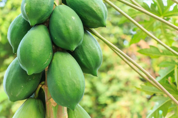 RAW PAPAYA - 500 GMS